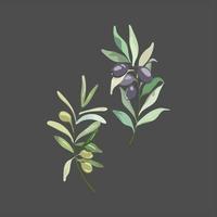 zaitun frukt vektor platt design grafisk. oliv träd