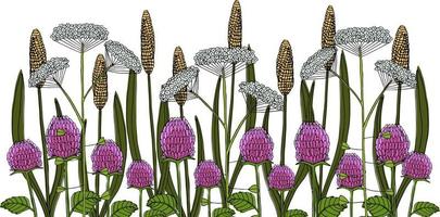 botanisch Illustration. Nord Wildblumen und Kräuter vektor
