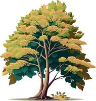 bok träd tvåhjärtbladig växt vektor