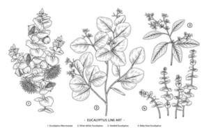 eukalyptus gren handritad botanisk illustration retrostil vektor