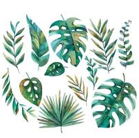 einstellen von tropisch Blätter, Monstera, Palme im Vektor, Aquarell Illustration auf Weiß hintergrund.eps vektor