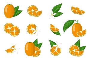 uppsättning illustrationer med kumquat exotiska citrusfrukter, blommor och blad isolerad på en vit bakgrund. vektor