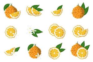 uppsättning illustrationer med bitter orange exotiska citrusfrukter, blommor och blad isolerad på en vit bakgrund. vektor