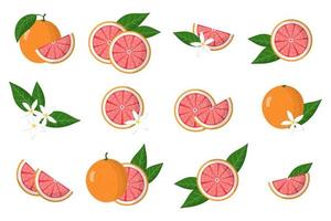 Satz Illustrationen mit exotischen Grapefruit-Zitrusfrüchten, Blumen und Blättern lokalisiert auf einem weißen Hintergrund. vektor