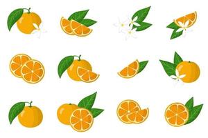 uppsättning illustrationer med calamondin exotiska citrusfrukter, blommor och blad isolerad på en vit bakgrund. vektor