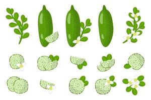 uppsättning illustrationer med finger lime exotiska frukter, blommor och blad isolerad på en vit bakgrund. vektor