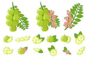 uppsättning illustrationer med stjärna krusbär exotiska frukter, blommor och blad isolerad på en vit bakgrund. vektor