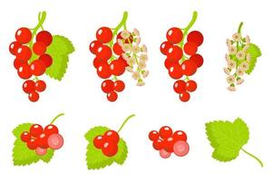 uppsättning illustrationer med rödbär exotiska frukter, blommor och blad isolerad på en vit bakgrund. vektor