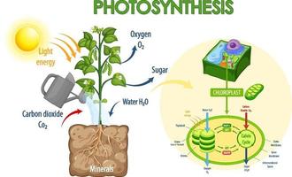 Diagramm, das den Prozess der Photosynthese in Pflanzen zeigt vektor