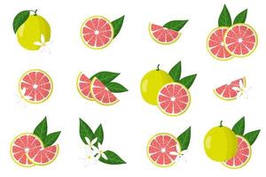 uppsättning illustrationer med pomelo exotiska citrusfrukter, blommor och blad isolerad på en vit bakgrund. vektor