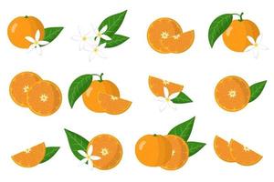 Satz Illustrationen mit exotischen Zitrusfrüchten, Blumen und Blättern der Mandarine lokalisiert auf einem weißen Hintergrund. vektor