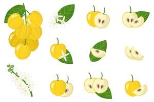 Satz Illustrationen mit exotischen Früchten, Blumen und Blättern der Akronychie lokalisiert auf einem weißen Hintergrund. vektor