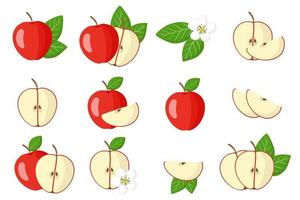 uppsättning illustrationer med röda äpple exotiska frukter, blommor och blad isolerad på en vit bakgrund. vektor