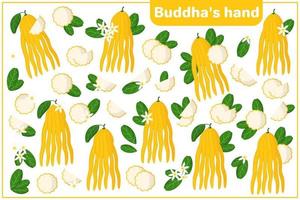 uppsättning vektor tecknad illustrationer med hela, halva, skära skiva buddha hand exotiska frukter, blommor och blad isolerad på vit bakgrund
