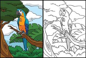 Papagei Färbung Seite farbig Illustration vektor
