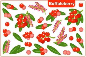 Satz Vektorkarikaturillustrationen mit exotischen Büffeloberryfrüchten, Blumen und Blättern lokalisiert auf weißem Hintergrund vektor