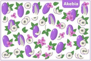 Satz von Vektorkarikaturillustrationen mit akebia exotischen Früchten, Blumen und Blättern lokalisiert auf weißem Hintergrund vektor