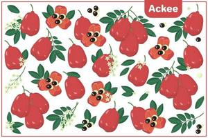 uppsättning vektor tecknad illustrationer med ackee exotiska frukter, blommor och blad isolerad på vit bakgrund