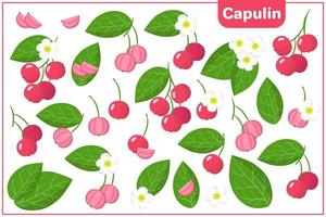 Satz Vektorkarikaturillustrationen mit exotischen Früchten, Blumen und Blättern des Capulins lokalisiert auf weißem Hintergrund vektor