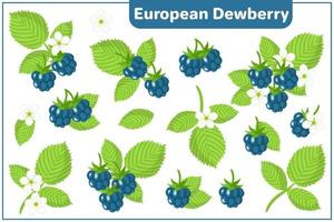 uppsättning vektor tecknad illustrationer med europeiska dewberry exotiska frukter isolerad på vit bakgrund