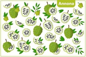 uppsättning vektor tecknad illustrationer med annona exotiska frukter, blommor och blad isolerad på vit bakgrund