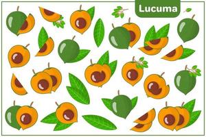 uppsättning vektor tecknad illustrationer med lucuma exotiska frukter, blommor och blad isolerad på vit bakgrund