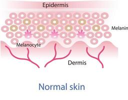 normal Haut Schicht Vektor, Melanozyt, Melanin, Melanogenese Vektor auf Weiß Hintergrund.