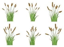 Gras mit Rohrkolben Vektor Design Illustration isoliert auf Weiß Hintergrund