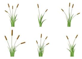 gräs med cattail vektor design illustration isolerat på vit bakgrund