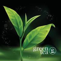 realistischer grüner Teeblattvektor vektor