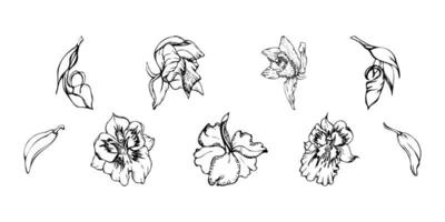 hand dragen vektor bläck orkide blommor och grenar, svartvit, detaljerad översikt. enda blommor, löv, stjälkar. isolerat på vit bakgrund. design för vägg konst, bröllop, skriva ut, tatuering, omslag, kort.