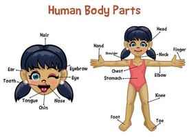 tecknad serie modell flicka med kropp delar namn vektor