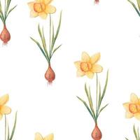 Aquarell botanisch realistisch Blumen- Muster mit Narzisse. hell Gelb Narzisse auf ein Weiß Hintergrund. natürlich und beschwingt wiederholt drucken zum Textil, Hintergrund. Frühling Blumen vektor