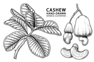 uppsättning av cashewfrukt handritade element botaniska illustration vektor