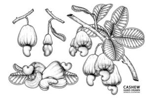 uppsättning av cashewfrukt handritade element botaniska illustration vektor