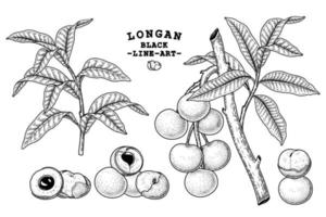 Satz gezeichnete Elemente botanischer Illustration des Dimocarpus longan Fruchthand vektor