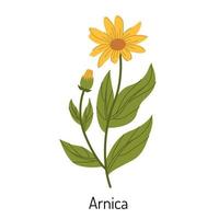 vektor illustration av arnica gräs. en blomma med löv, knoppar och grenar. de gul solros familj är en botanisk element av medicinsk aromaterapi