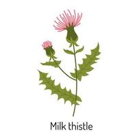 Vektor Illustration von ein Milch Distel Blume im ein eben Stil, isoliert auf ein Weiß Hintergrund. medizinisch Kräuter und medizinisch Pflanzen.