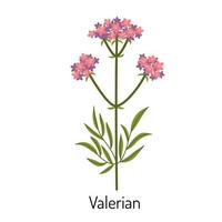 Baldrian, ein medizinisch Kraut Blume. ein botanisch Pflanze. medizinisch und medizinisch Kräuter. Vektor Illustration isoliert auf ein Weiß Hintergrund