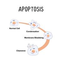 apoptos programmerad cell död de naturlig bearbeta av cell död vektor