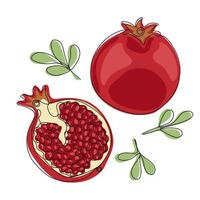 Granatapfel Frucht. Farbe Illustration von ein rot reif Granatapfel Obst ganze und Hälfte vektor