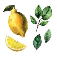 hand dragen vattenfärg målning på vit bakgrund. vektor illustration av frukt citron-