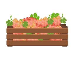 trä- låda med rosa vindruvor. friska mat, frukter, lantbruk illustration, vektor