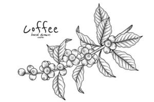 gren av kaffe med frukt handritad illustration vektor