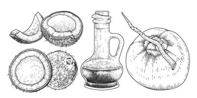 hela halva skal kött och olja av kokosnöt handritad vektor retro illustration