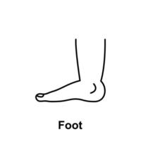 Fuß, Organ Vektor Symbol Illustration