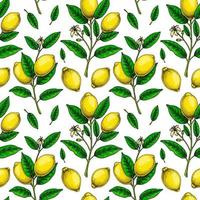 citron- sömlös mönster. färgrik hand dragen vektor illustration i skiss stil. tropisk exotisk citrus- frukt sommar bakgrund