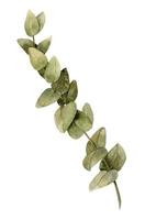 Aquarell Eukalyptus Ast auf isoliert Hintergrund. Hand gezeichnet Illustration von Grün Pflanze mit Blätter zum Gruß Karten oder Hochzeit Einladungen. botanisch bunt Zeichnung. aquarelle skizzieren vektor