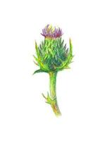 Hand gezeichnet Illustration von ein Distel Blume. Klette gezeichnet mit farbig Bleistifte isoliert auf Weiß. Vektor botanisch Illustration.