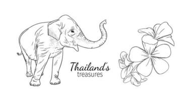 thailand elefant och frangipani. uppsättning av asiatisk symboler. vektor illustration isolerat på vit bakgrund